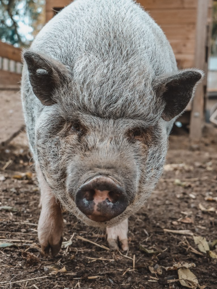 Tierpatenschaft Elsenfeld